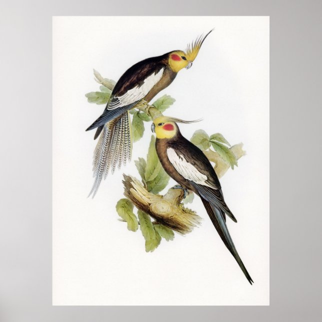 Póster Parrot Cockatoo Cockatiel Art (Frente)