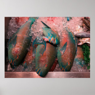 Póster Parrot Fish