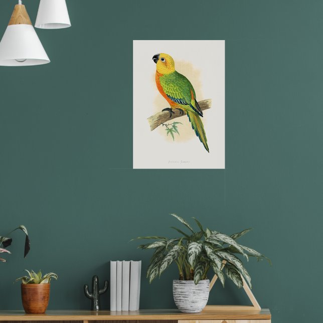 Póster Parrot, Jendaya Conure, (Salón 1)