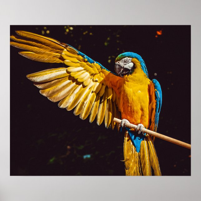 Póster Parrot Out Stretched Wing (Frente)