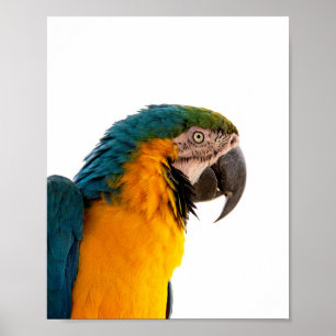 Póster Parrot Post-it Notes