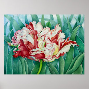 Póster Parrot Tulip