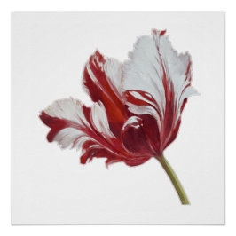Póster Parrot Tulip Fine Art Print
