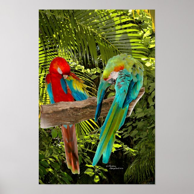 Póster Parrotas de Macao en un Poster forestal tropical (Frente)