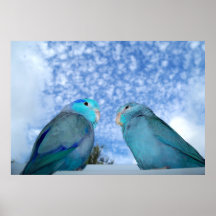 Parrotlets Poster Pareja de pájaro azul Pacífico