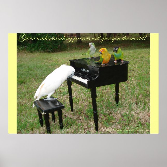 Póster Parrots pianistas (Frente)