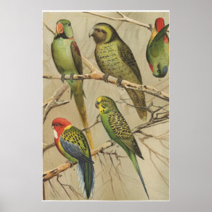 Póster Parrots Vintage Tropical Birds Colorful