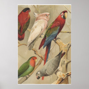 Póster Parrots Vintage Tropical Birds Colorful
