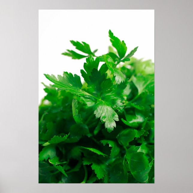 Póster Parsley (Frente)