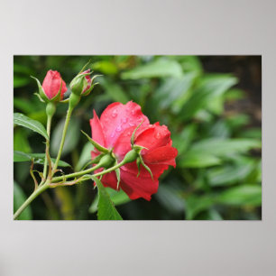 Póster Parte trasera de pequeñas rosas rosadas con gotas