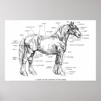 Póster Partes del caballo