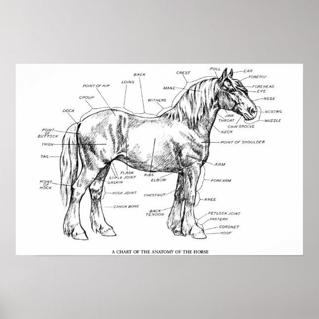 Póster Partes del caballo (Frente)