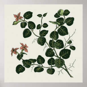 Póster Partridgeberry