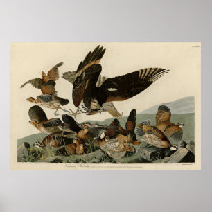 Póster Partrigo Virginiano, los pájaros de Audubon de Amé