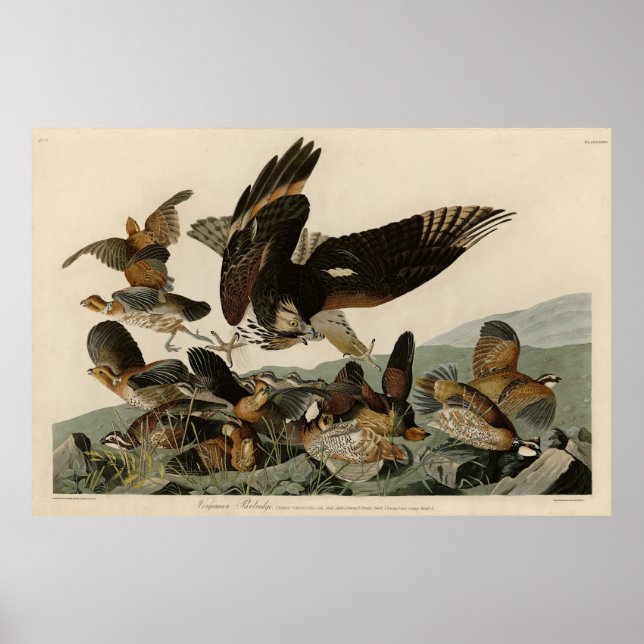 Póster Partrigo Virginiano, los pájaros de Audubon de Amé (Frente)