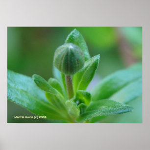 Póster Pasando a la primavera
