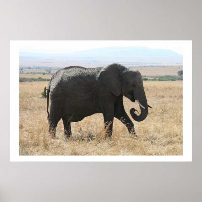 Póster paseo de elefantes (Frente)