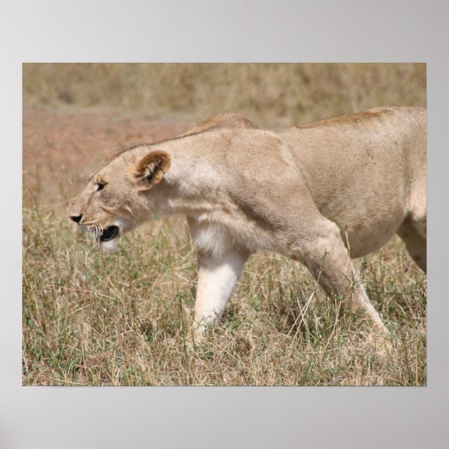 Póster paseo de león (Frente)