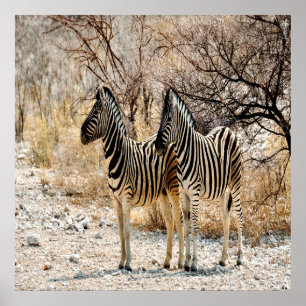 Póster Paseo de Zebra