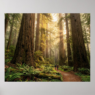 Póster Paseo por el bosque