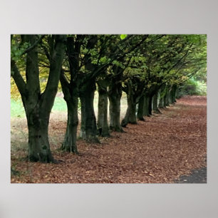 Póster Paseo por el bosque 