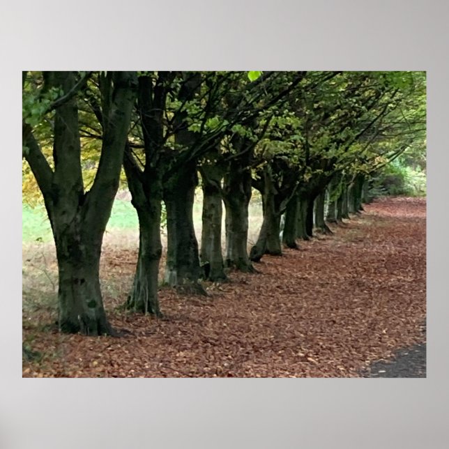 Póster Paseo por el bosque  (Frente)