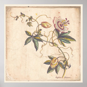 Póster Pasión botánica antigua Fower del poster de la