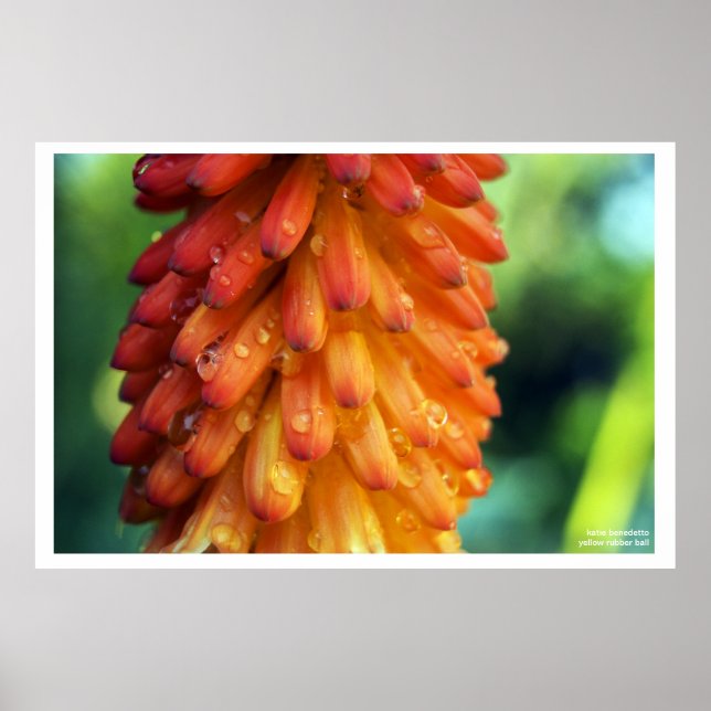 Póster Pasión, creatividad, fuego - una flor audaz en pri (Frente)