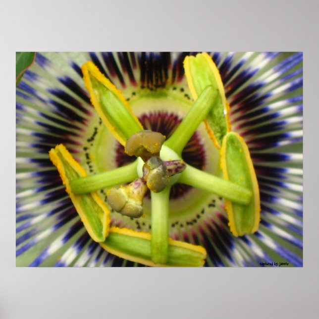 Póster Pasión de macro (Frente)