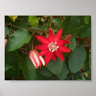 Póster Pasión Roja