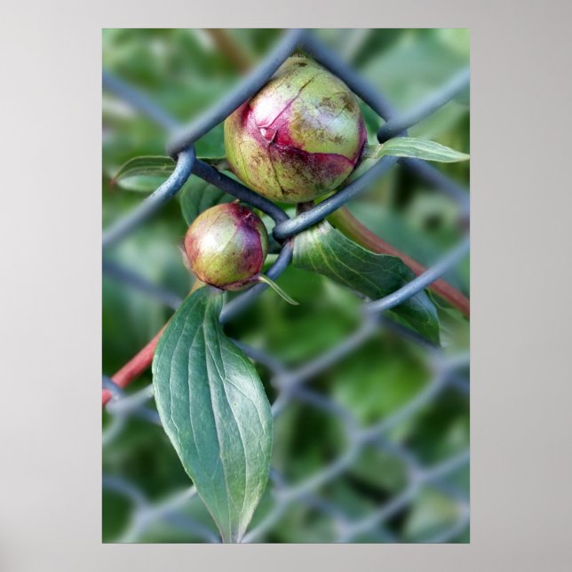 Póster paso a través de la valla (Frente)