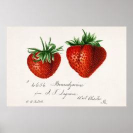 Póster Paso de Griscom de fresas antiguas
