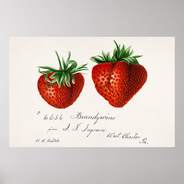 Póster Paso de Griscom de fresas antiguas (Frente)