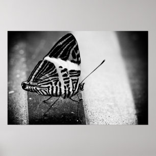 Póster paso de mariposa