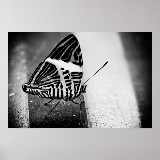 Póster paso de mariposa (Frente)