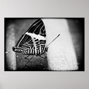 Póster paso de mariposa