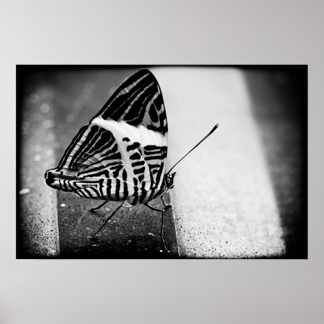 Póster paso de mariposa (Frente)