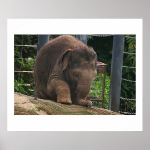 Póster Pasos del bebé