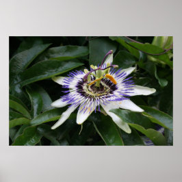 Póster Passiflora 1 Poster