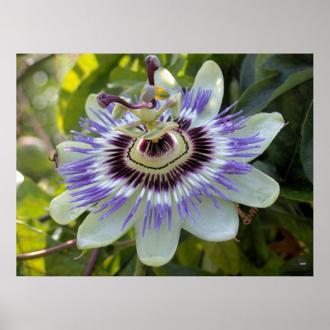 Póster Passiflora edulis forma flavicarpa (Frente)