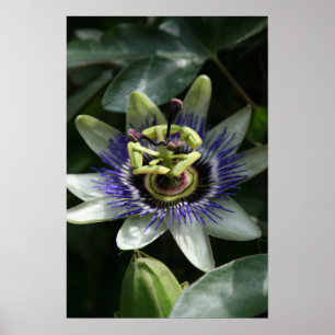 Póster Passiflora Fleur de la Passion V Poster