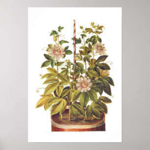 Póster Passiflora incarnata