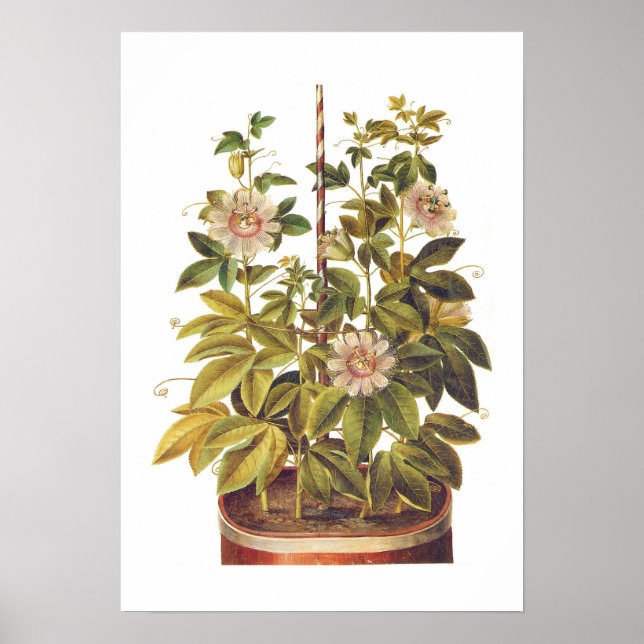 Póster Passiflora incarnata (Frente)