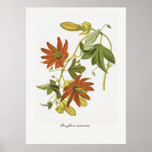 Póster Passiflora manicata