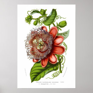 Póster Passiflora quadrangularis decaisneana