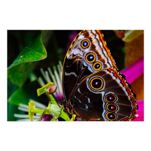 Póster Passiflora VIOLACEA y una mariposa morfo azul