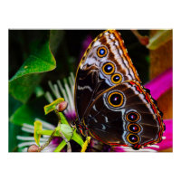 Passiflora VIOLACEA y una mariposa morfo azul