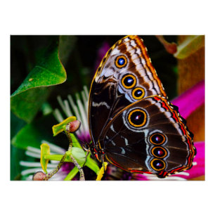 Póster Passiflora VIOLACEA y una mariposa morfo azul