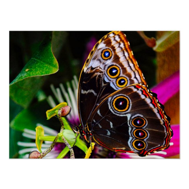 Póster Passiflora VIOLACEA y una mariposa morfo azul (Anverso)