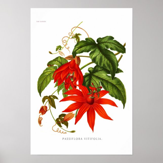 Póster Passiflora vitifolia (Frente)